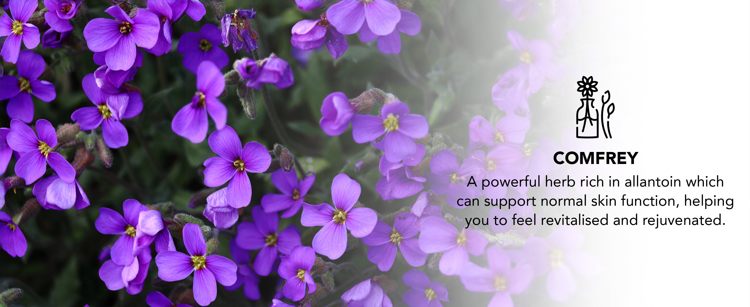 Purple flowers with a Comfrey brand logo and text on a white background